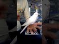 hand Team cockatiel baby parrot VIP Pet Shop Mubarakpur Azamgarh @dipparrotfamliy