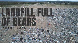 Tidying Up Our Cabin in the Woods and Bear Watching at the Town Landfill