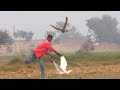 Wonderful hunting with goshawk || Goshawk Attack, eagle attack part 2 || Raptors Today