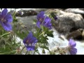 Wild Himalayan Geraniums flowering in the Valley of Flowers