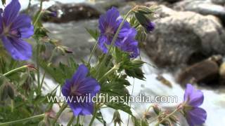 Wild Himalayan Geraniums flowering in the Valley of Flowers