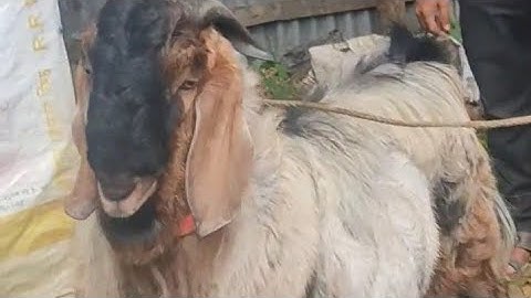 স্বাস্থ্যবান গুলুমুলু একদম 😁 মনসা পূজার জন্য