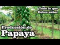 Producción de papaya: Todo lo que requiere saber para un cultivo exitoso