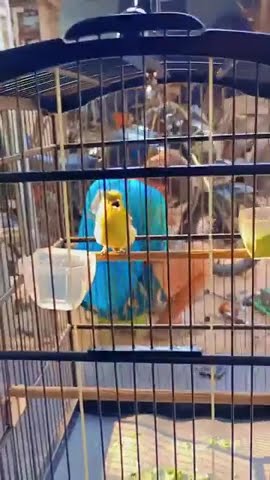 CHIPOW GACOR MEWAH #beautiful #birds #burung #bird
