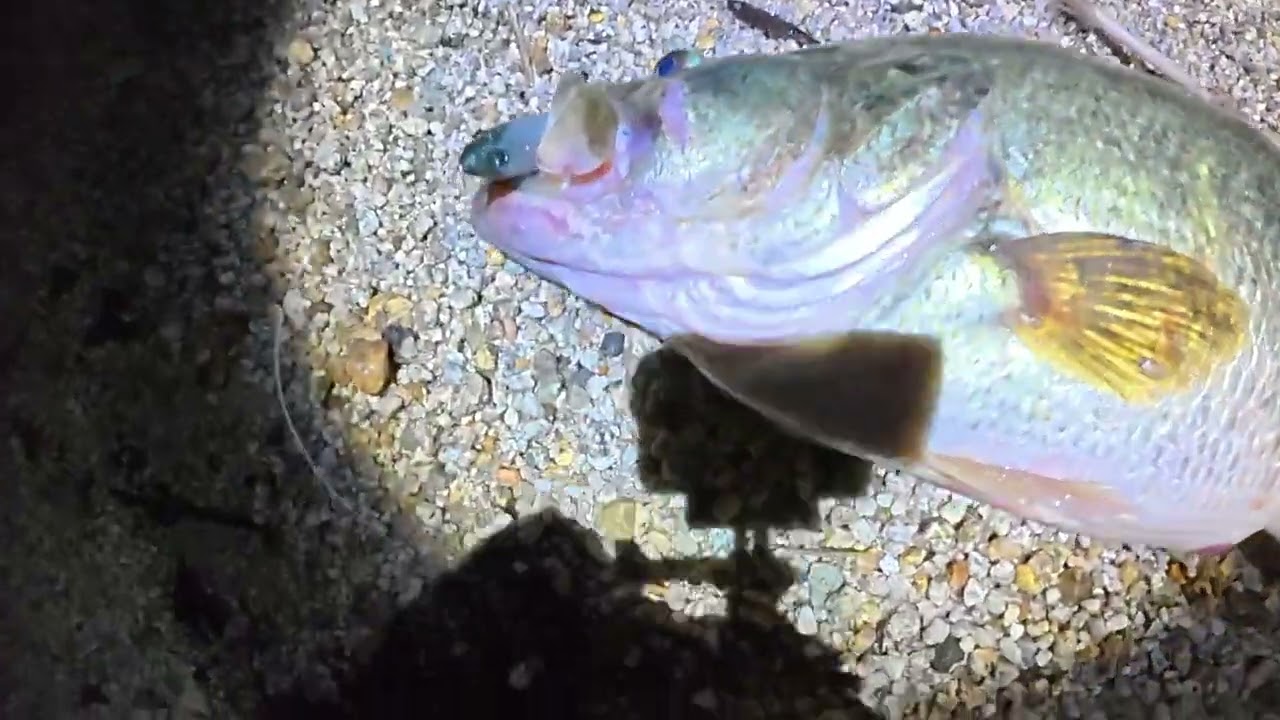 【春】この時期最強のルアーを見つけたかもしれません