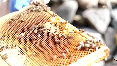 Workers and drone cell differences - honey bee hive Scotland