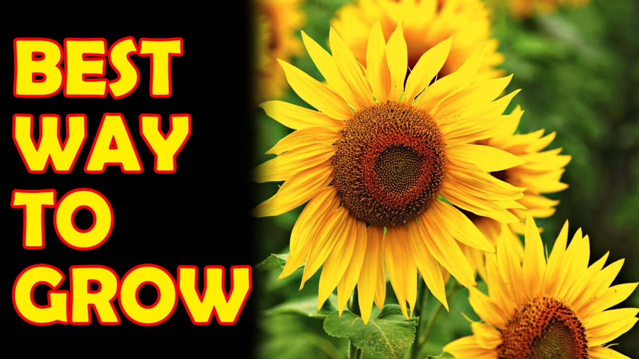 HOW TO GROW SUNFLOWERS FROM SEEDS Sprouting Seeds YouTube