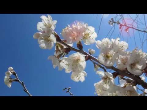 空港（テレサ・テン）coverなつみ