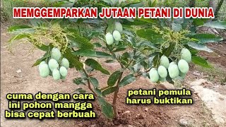 Cara jitu memaksa pohon mangga kecil bisa berbuah dengan cepat