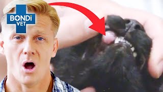 Cat Almost Dies During Lump Removal Surgery  | Bondi Vet Full Episodes | Bondi Vet