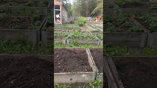 Рассаживаю клубнику!#клубника #огород #shorts