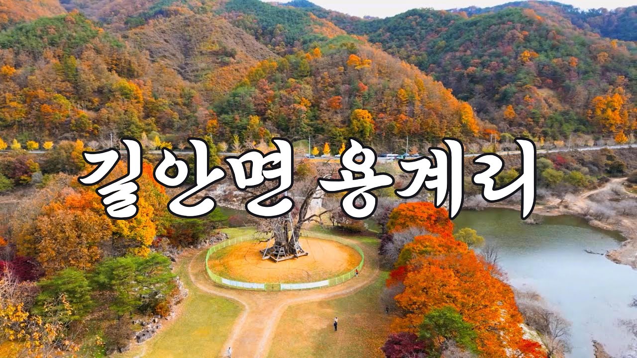 안동 길안 용계은행나무