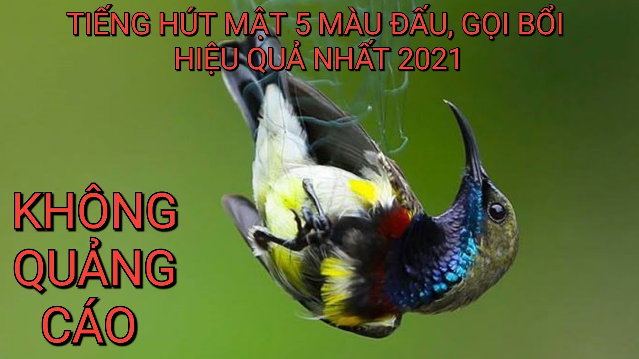TIẾNG HÚT MẬT 5 MÀU  LÍU ĐẤU- GỌI BỔI HIỆU QUẢ NHẤT 2021- 1 HOUR