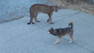 Wild Dog And Leopard Fight. Animal World Documentary Movies And Films. Legendary
