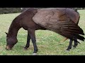 10 Raças Exóticas De Cavalos Únicas No Mundo