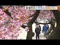 一足早く“桜の便り”！新潟市の小学校に満開の桜「薄暗い新潟の冬から春っぽく」「心が洗われる」 (26/03/24 18:31)