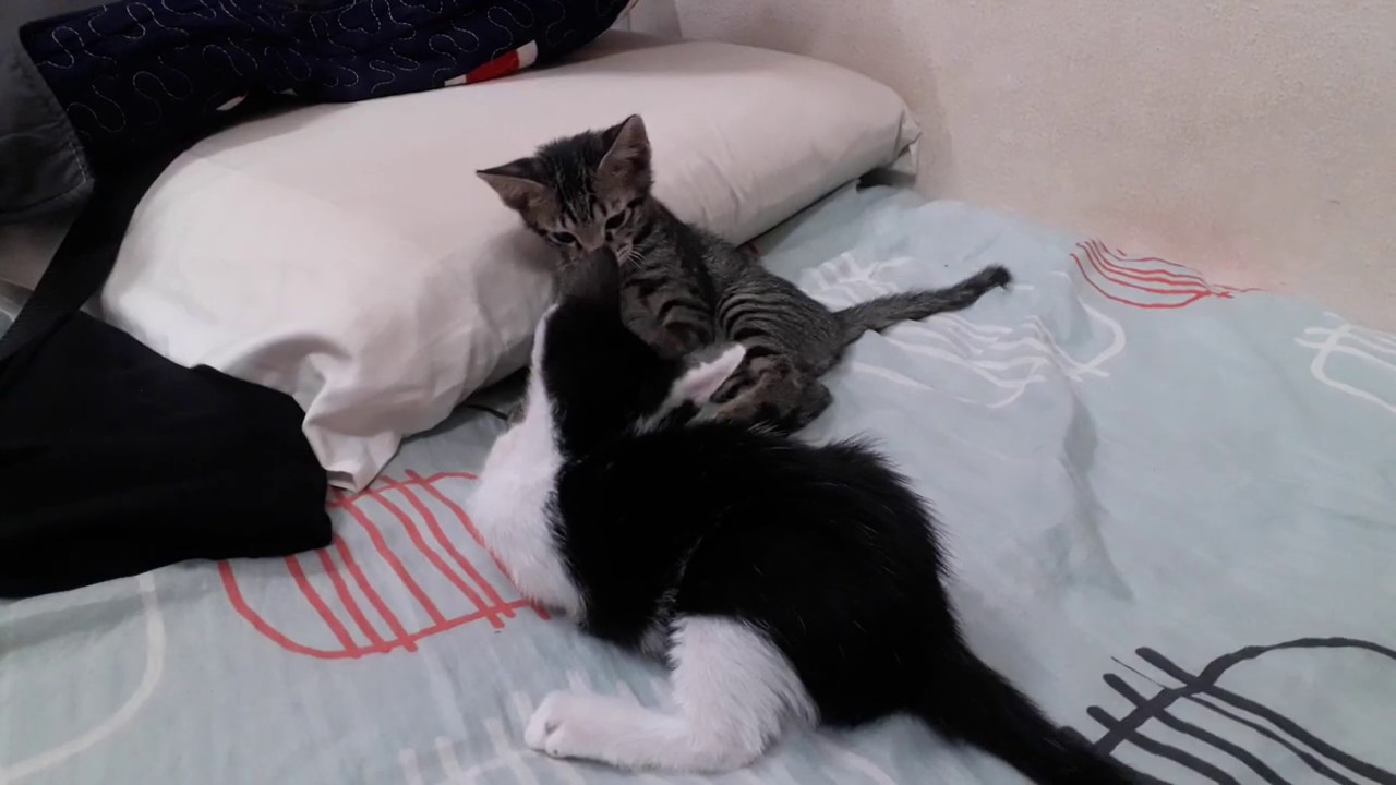Kittens Fight Youtube