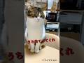 ヒステリックなお婆ちゃんの血圧を気にする猫🙀😤 #ねこ動画 #猫のいる暮らし #猫好きさんと繋がりたい #ねこ #munchkin #cat #shorts #フィクション #音源お借りしました