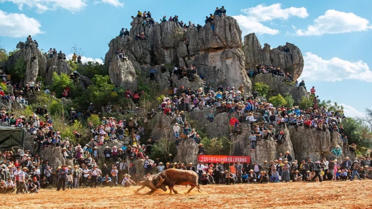 2023年雲南石林“牛B”杯牛王爭霸賽D組精華片段剪輯，高水準的傳統鬥牛比賽，大招迭出精彩絕倫