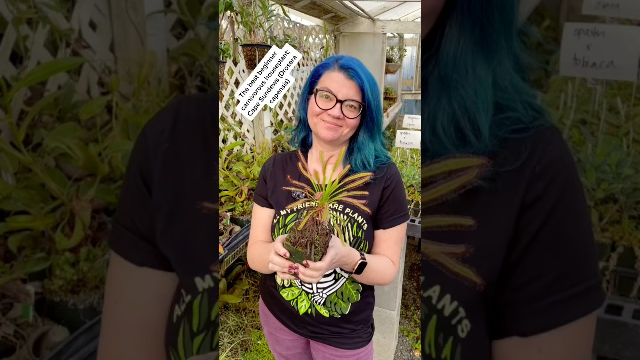 Как выращивать Drosera capensis