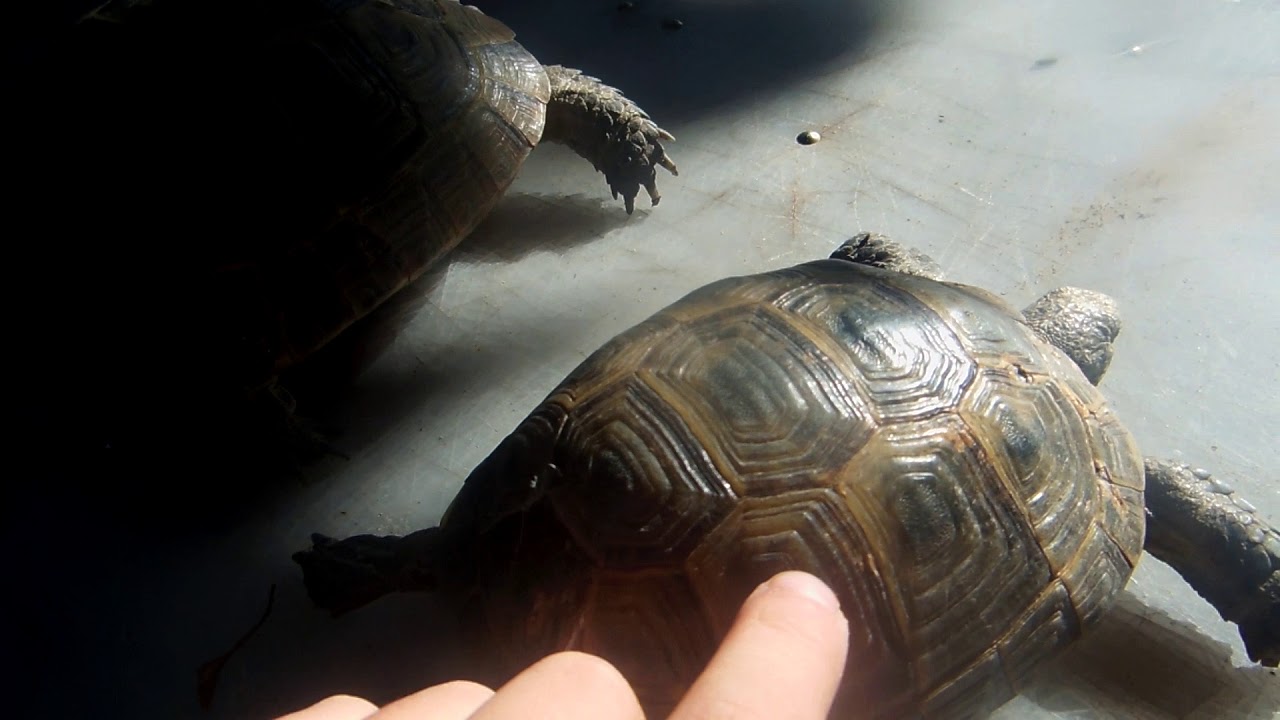 как определить пол сухопутной черепахи и сколько лет черепахе