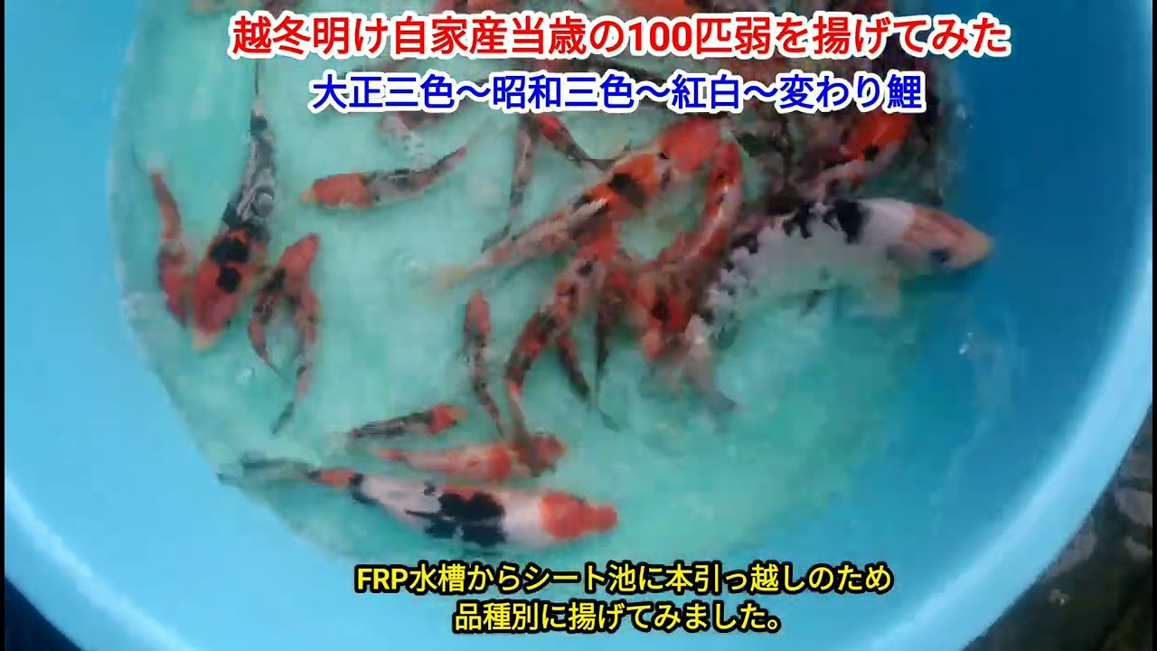 2022.3.15 越冬明け自家産当歳100匹弱を揚げてみたら?錦鯉大正三色 