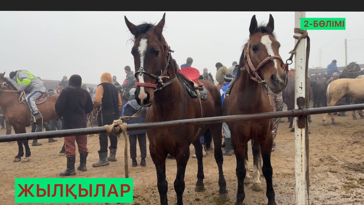 ЖЫЛҚЫ 2-БӨЛІМІ 07.0126ж