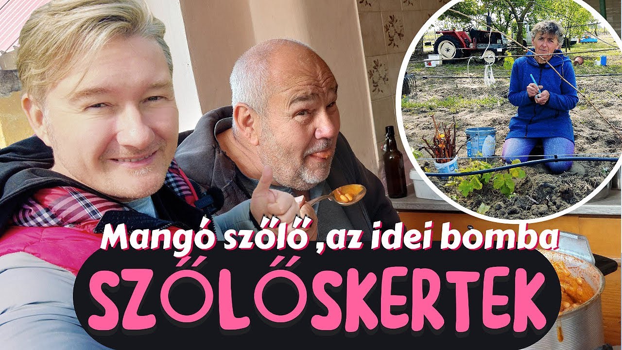 🍇 SZŐLŐSKERTEK 2. / 4.rész ► LEGÚJABB MANGÓ SZŐLŐT OLTJUK - HORVÁTH SANYIVAL