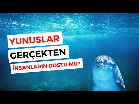 Yunuslar Hakkında Bilinmeyenler? - Yunuslar Gerçekten İnsanların Dostu mu?