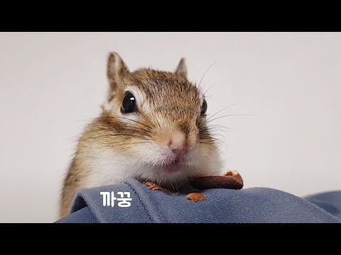 다람쥐는 매일 다람쥐한다