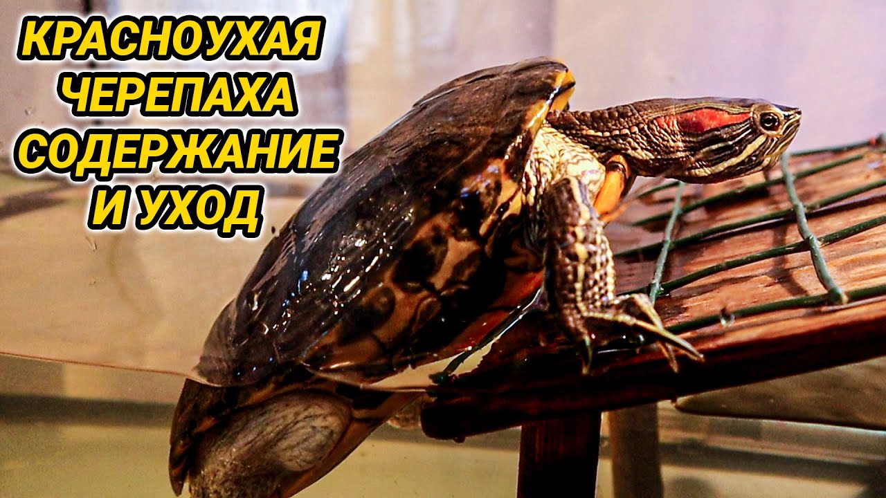 Красноухая черепаха - уход и содержание в домашних условиях - YouTube