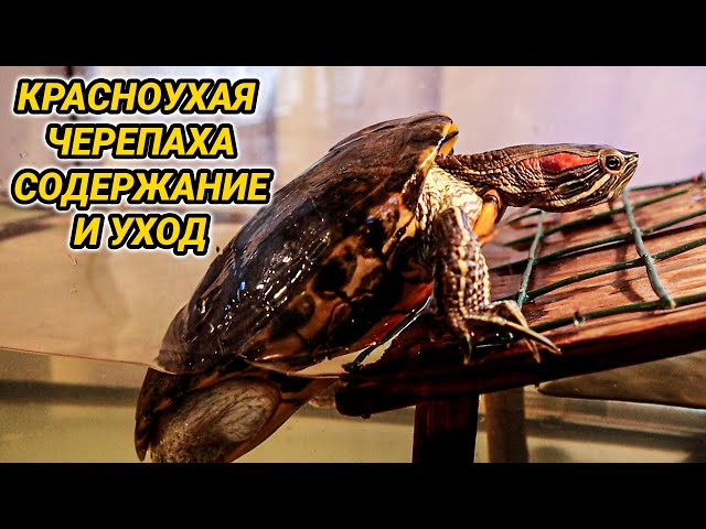 Красноухая черепаха в домашних условиях: содержание от А до Я