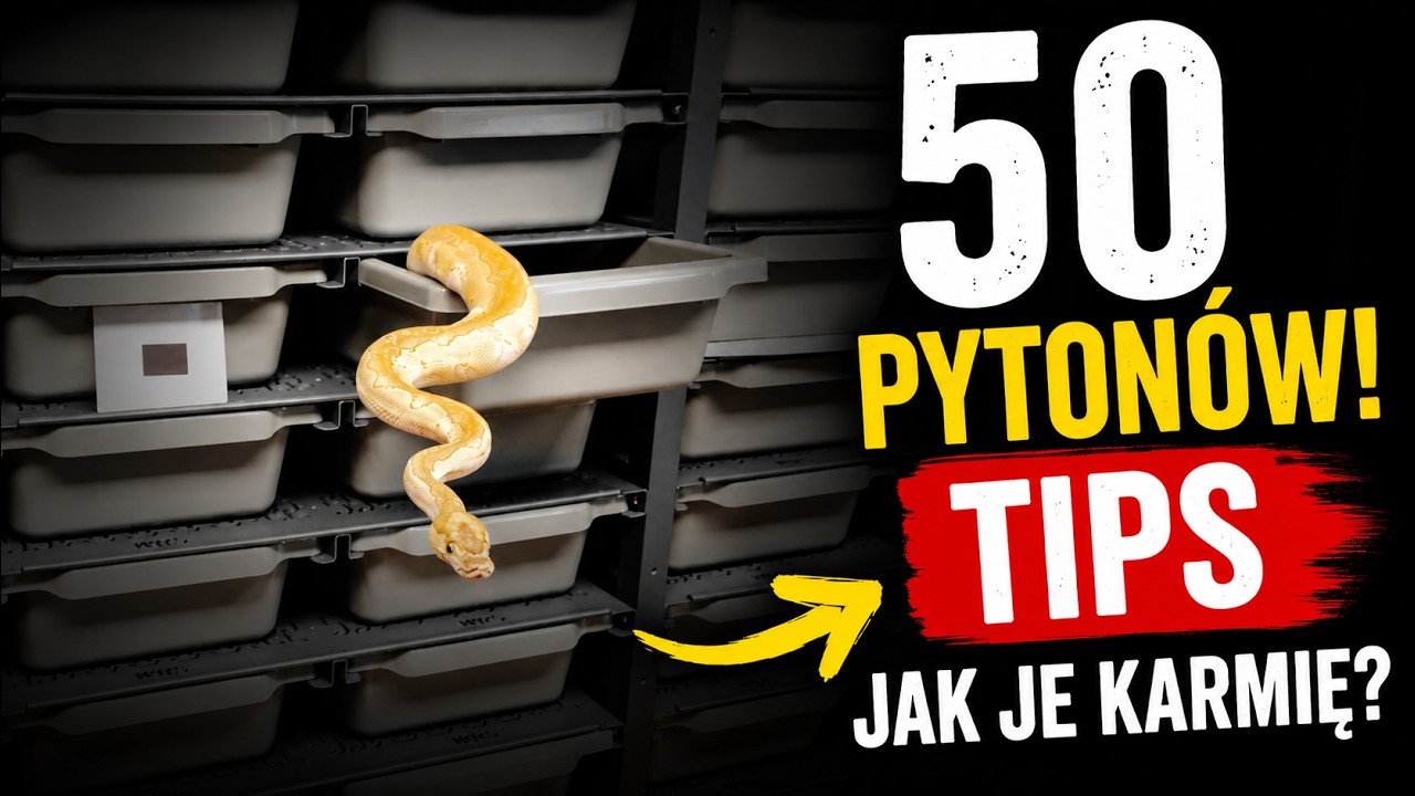 KARMIĘ 50 PYTONÓW KRÓLEWSKICH 🐍 Jak skutecznie rozkarmiam maluchy?