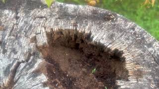Termites Found Inside Tree Stump