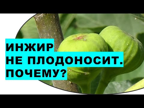 Инжир не плодоносит в саду. Почему? Важные условия для получения большого урожая инжира