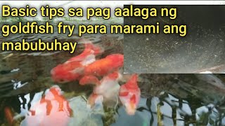 tips how to care goldfish fry