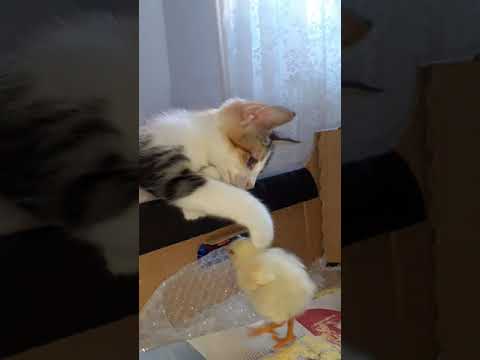 crazy chicken beats crazy cat