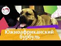 Южноафриканский бурбуль на ilikepet. Особенности породы, уход