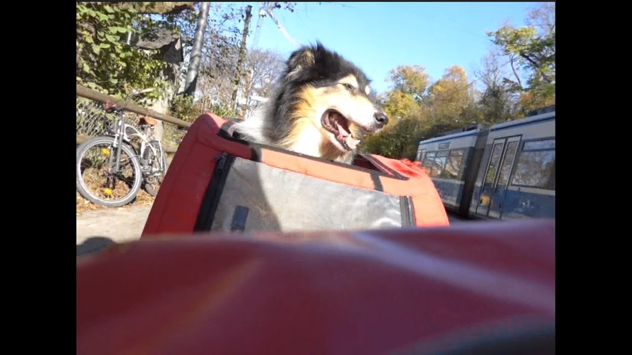 Dog in bike trailer driving through Munich