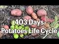 Growing Potatoes From Seeds To Seeds. 403 Days Full Life Cycle