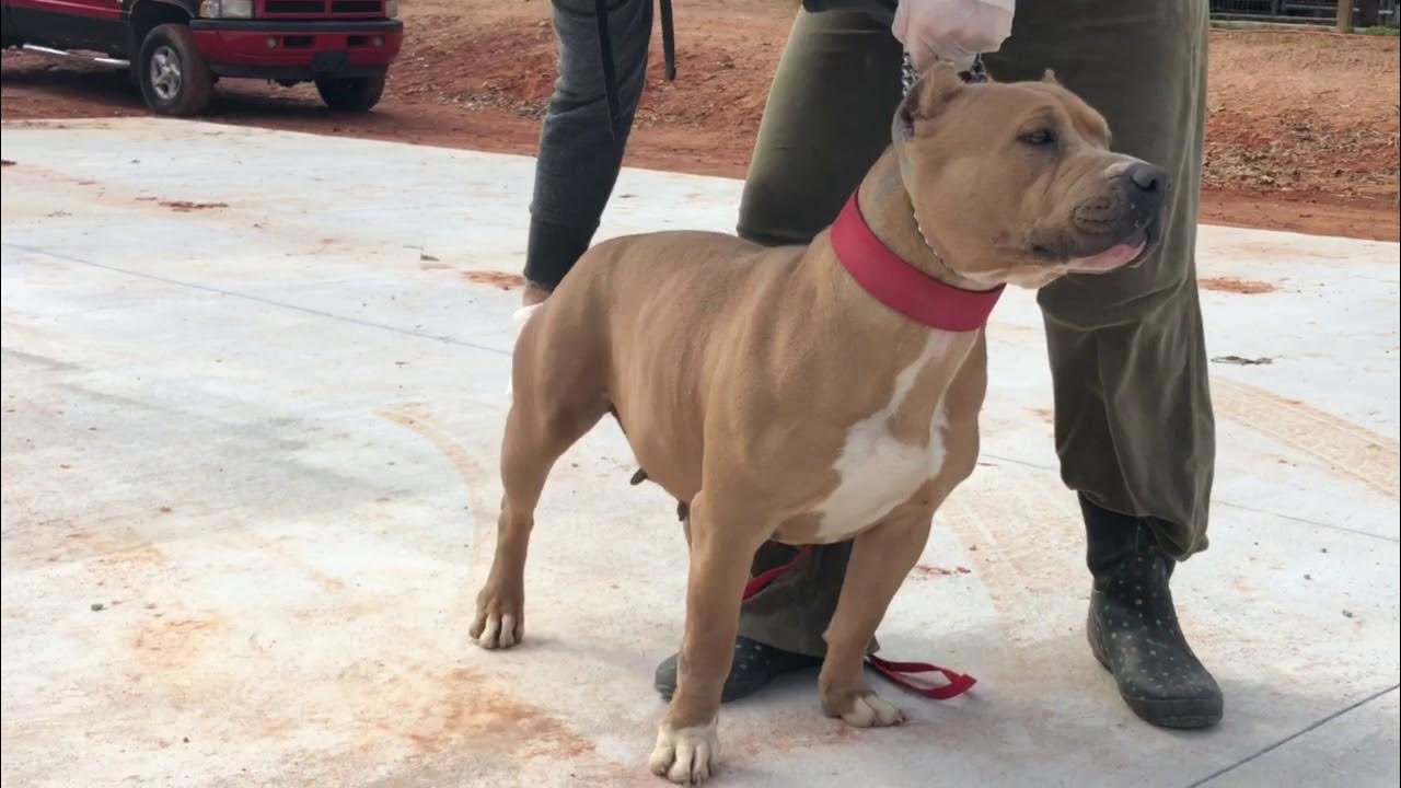 red fawn xl bully fawn american pitbull Newage Khaleesi YouTube