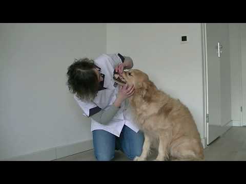 Video: Velontsteking Op Die Pote By Honde