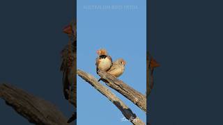 Australian Outback Finches #zebrafinches