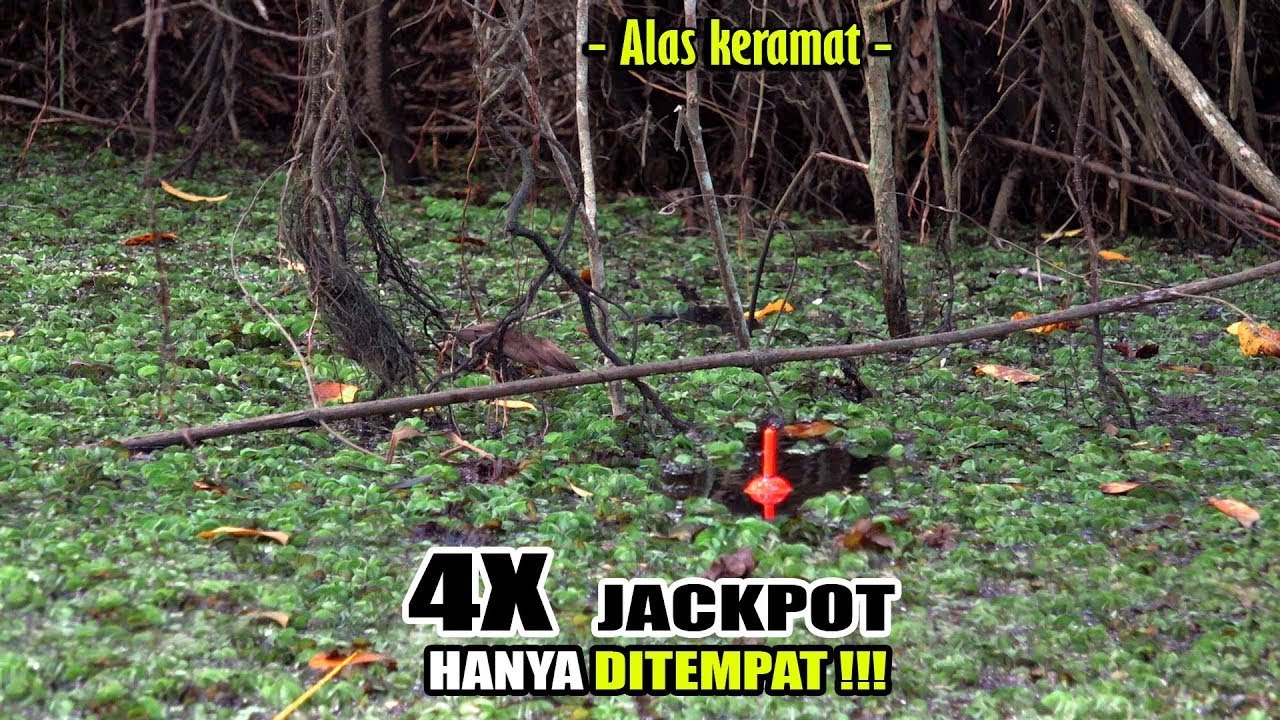 Spot edan!!! Berkali2 kelabakan saat umpan mancingku diserang #SG-461