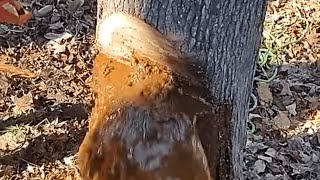 Water Flows Out Of Trees Trunk As Man Chops It