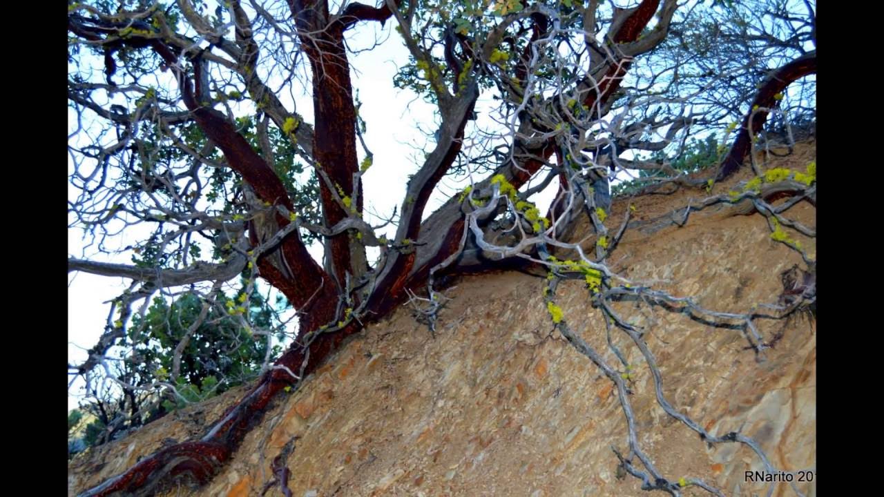 Backpack camping Ventana WildernessRodeo FlatsBig Sur100 degree