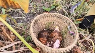 Download Lagu A poor single mother and her son go to pick ginger to sell. MP3