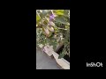 TERRACE GARDEN HARVESTING JOURNEY PART 1/घर की बगिया में से सब्जियों की हार्वेस्टिंग.#harvesting