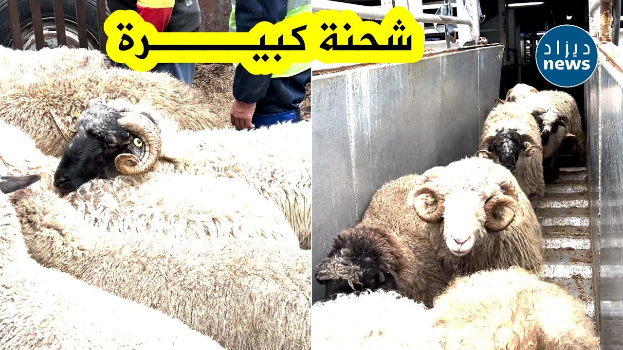 شاهد تواصل عملية تفريغ الباخرة المحملة بشحنات أضاحي العيد المستوردة من رومانيا