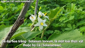 Cà dại hoa trắng - tên khoa học : Solanum torvum